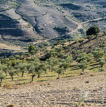 Explore Ein Karem | Mount of Olives | Gethsemane